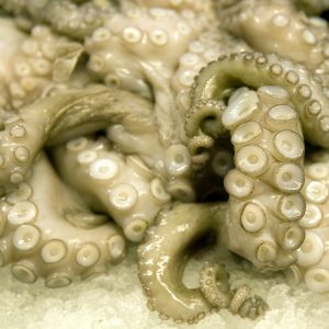 A mass of octopus tentacles