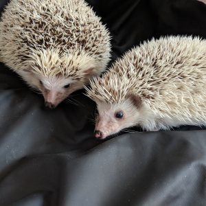 tow while albino hedgehogs on a black Sheets of San Francisco Fluidproof Sheet