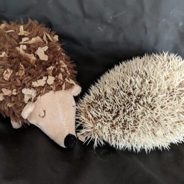 Diaries of a Hedgehog – Going Alone