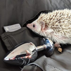 Albino hedgehog on fluidproof Sheets of San Francisco fluidproof sheet alongside a polished silver butt plug